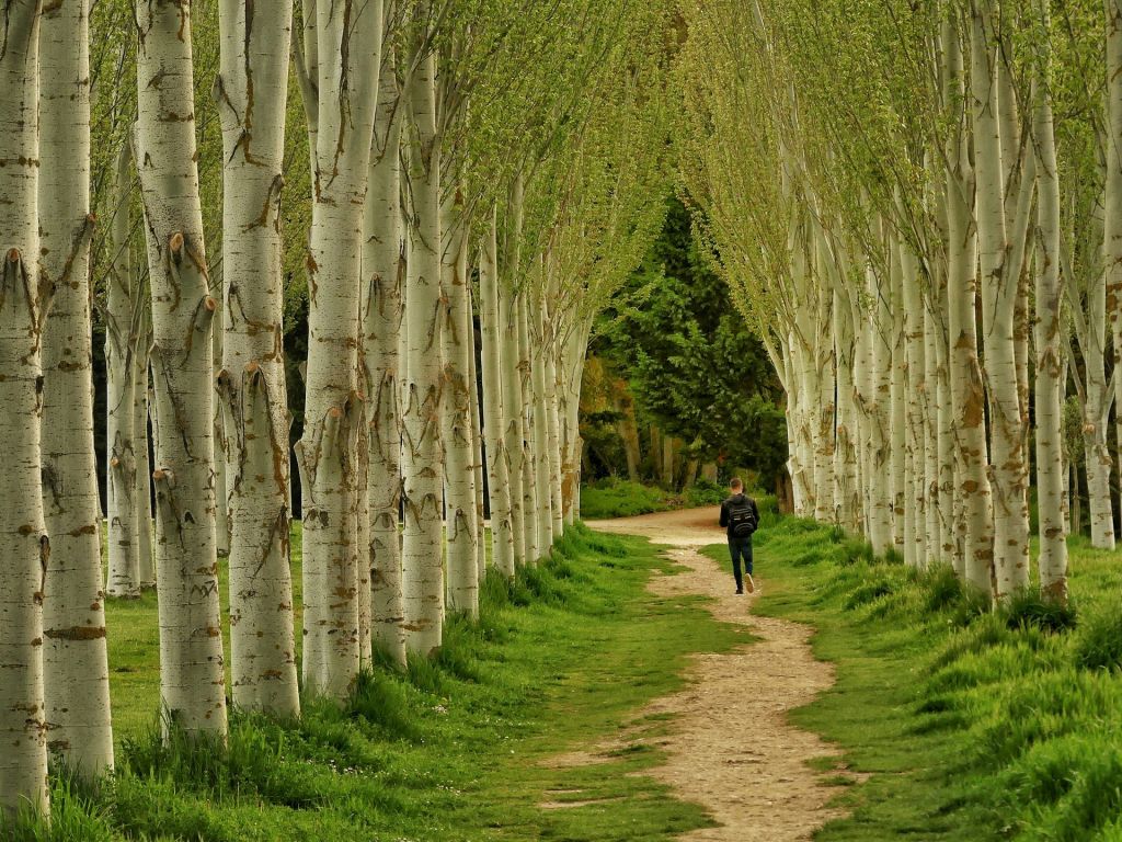 Bosque Burgos